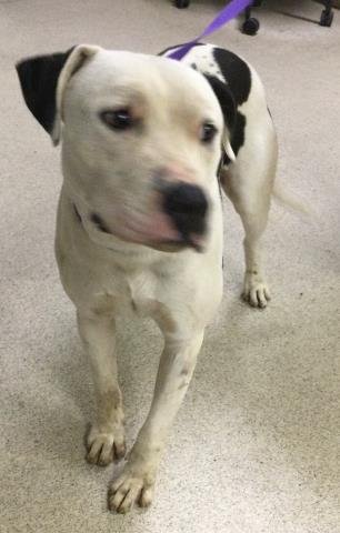 CHANCE - Pit Bull Terrier available for adoption