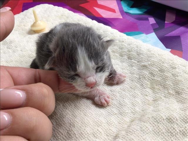 A1899881 - Domestic Short Hair available for adoption