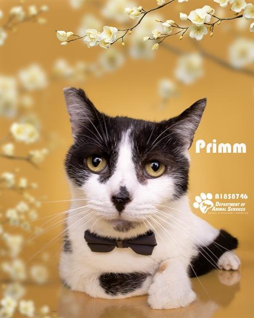 PRIMM - Domestic Short Hair for adoption in Riverside