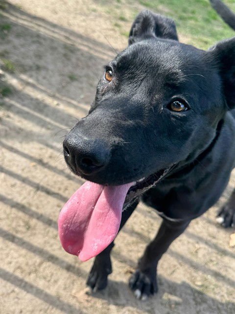 ALFIE - Labrador Retriever available for adoption