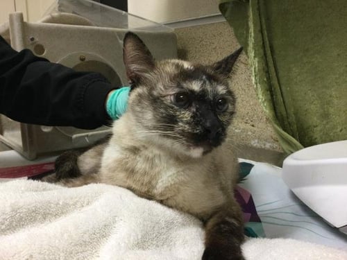 LEANNE - Domestic Short Hair available for adoption
