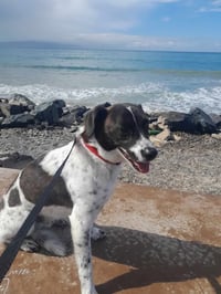 MAX - Photo 1