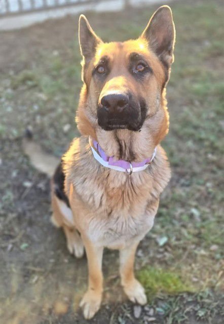 TINLEY - German Shepherd Dog available for adoption
