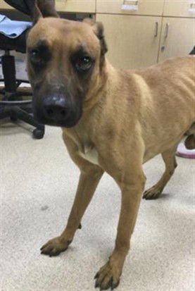 CHEETO - Staffordshire Bull Terrier available for adoption