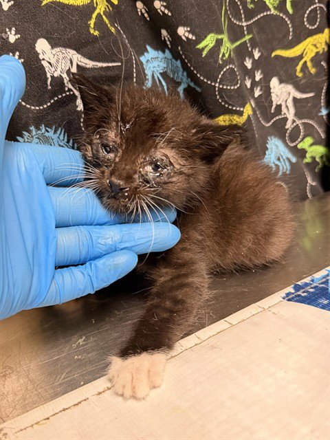 MAX - Domestic Short Hair available for adoption