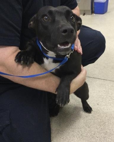 LEONA - Pit Bull Terrier / Chihuahua available for adoption