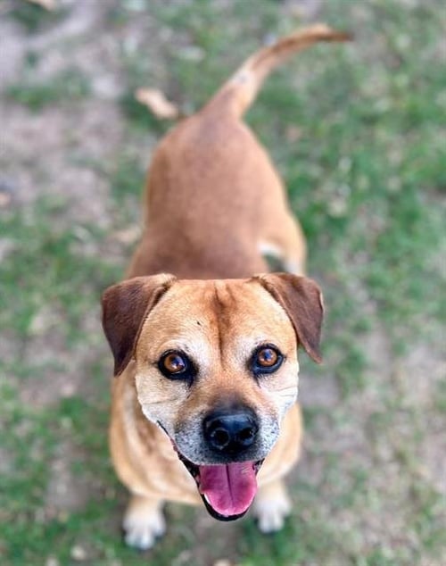 PACO - Beagle available for adoption