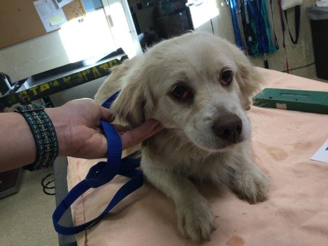 RUSSEL - Chihuahua available for adoption