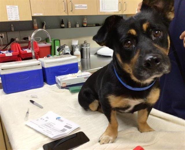 MAX - Terrier available for adoption