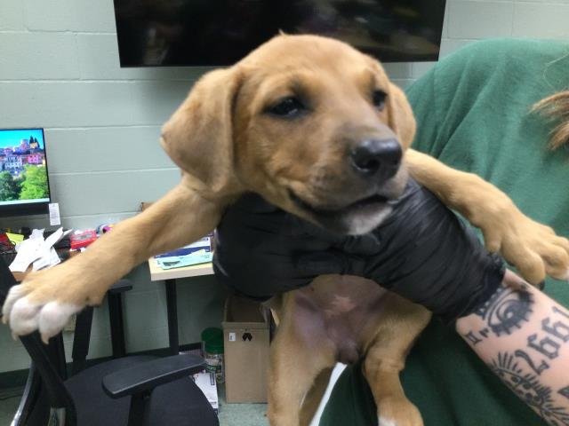 ALONDRA - Boxer available for adoption