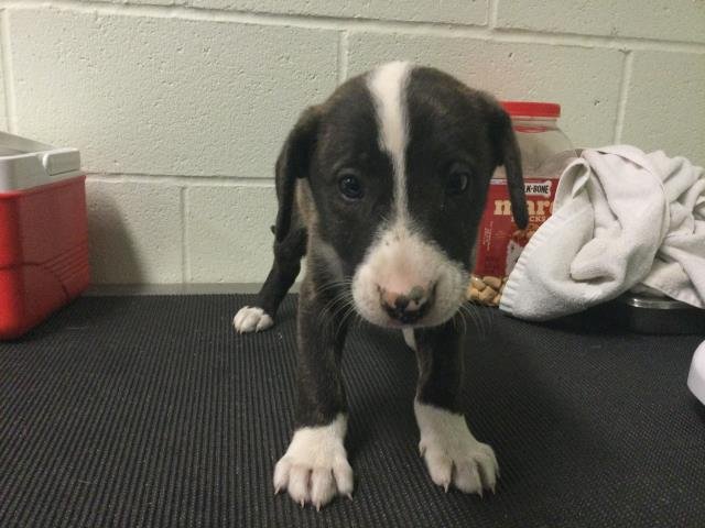 KIMI - Bull Terrier available for adoption