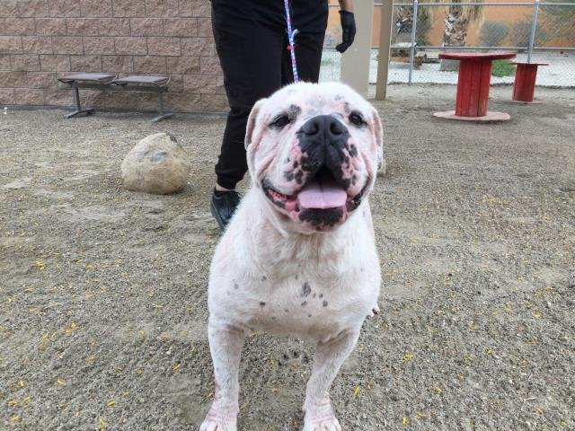 CLYDE - American Bulldog available for adoption
