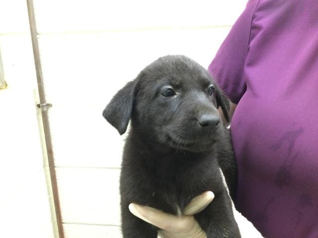 MENULA - Labrador Retriever available for adoption
