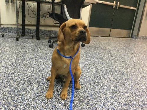 RON - Beagle available for adoption