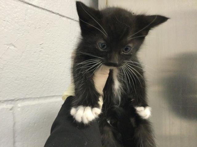 A1905152 - Domestic Short Hair available for adoption