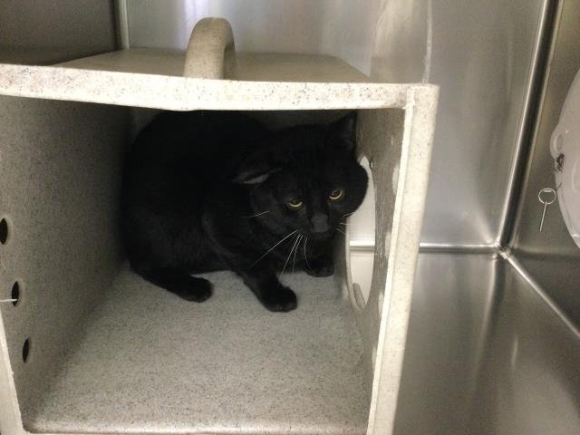 EDGAR ALLAN PAW - Domestic Short Hair available for adoption