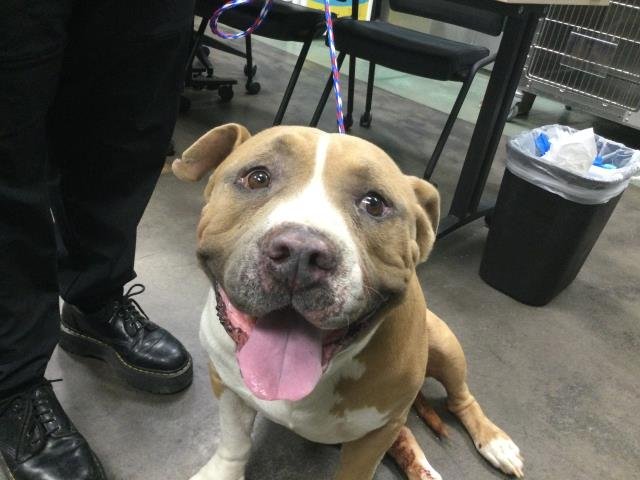 TED - Pit Bull Terrier available for adoption