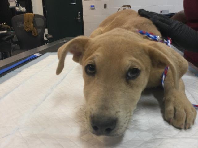 SCARY SPICE - Terrier available for adoption