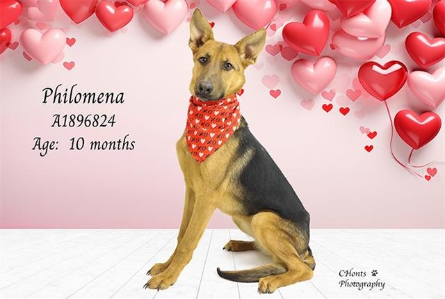 PHILOMENA - German Shepherd Dog available for adoption