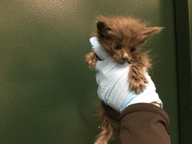 A1878600 - Domestic Short Hair available for adoption