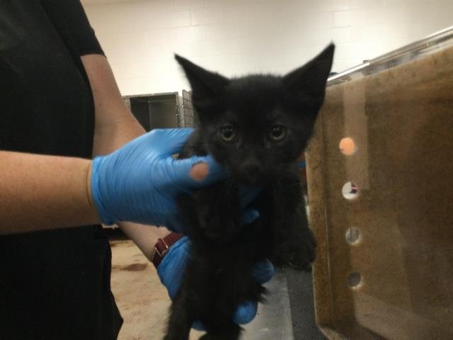A1869557 - Domestic Short Hair available for adoption