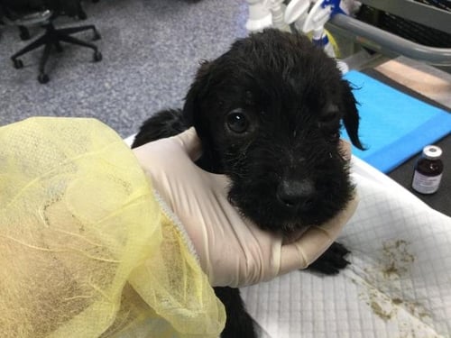 LENNY - Terrier available for adoption