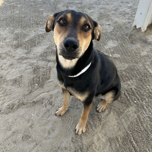 JANE - German Shepherd Dog available for adoption