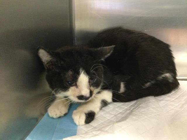 A1879209 - Domestic Short Hair available for adoption