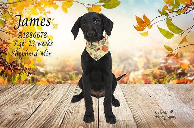 JAMES - Labrador Retriever available for adoption