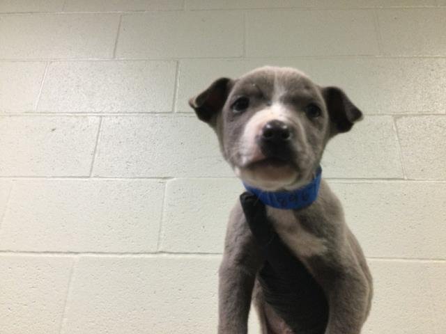 MOE - Pit Bull Terrier available for adoption