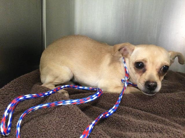 BABY - Chihuahua available for adoption