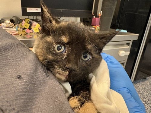 OPHELIA - Domestic Short Hair available for adoption