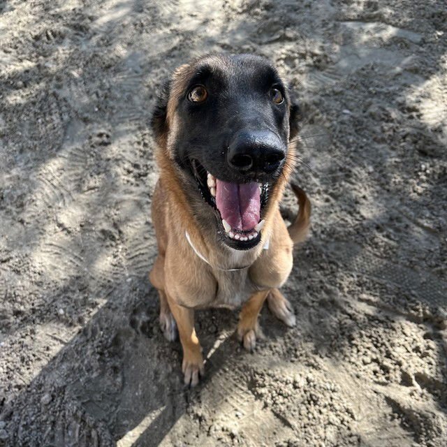SPAZZY - Belgian Shepherd Malinois available for adoption