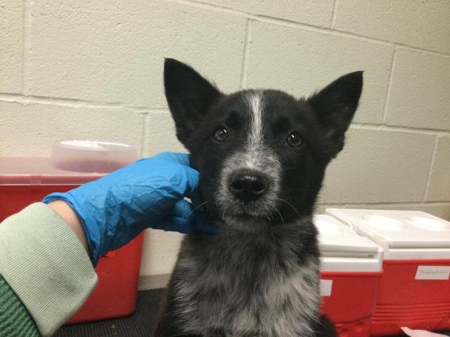 PHIL - Australian Cattle Dog/Blue Heeler available for adoption