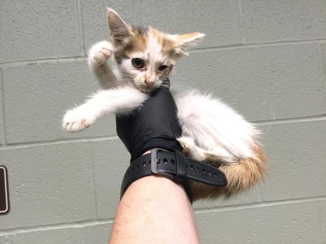 SOPHITIA - Domestic Short Hair available for adoption