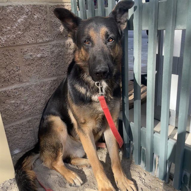 ROMEO - German Shepherd Dog available for adoption