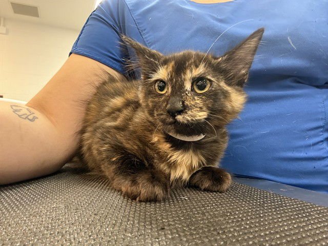 MEME - Domestic Medium Hair available for adoption