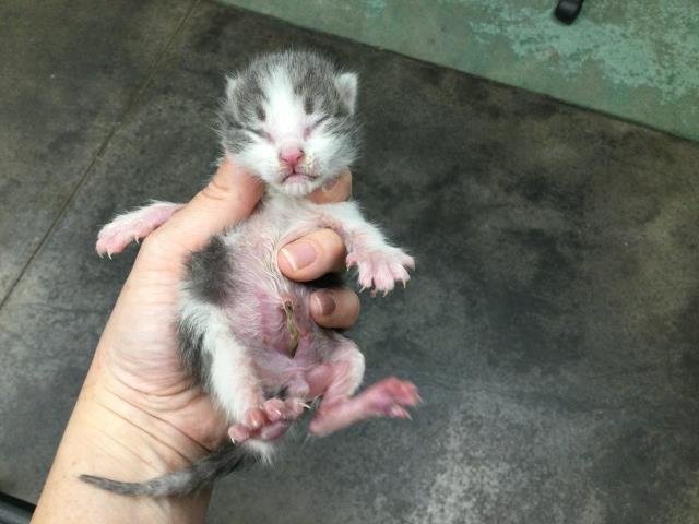 A1879408 - Domestic Short Hair available for adoption