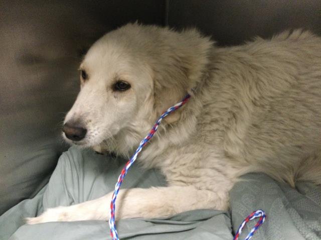SHAYLA - Great Pyrenees available for adoption