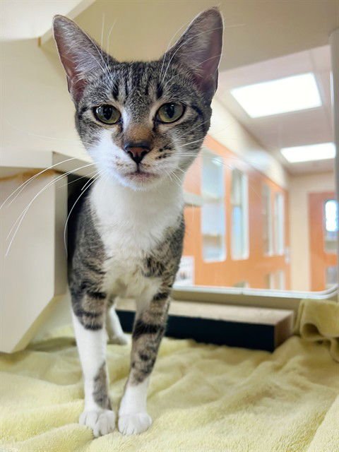 ALLIE - Domestic Short Hair available for adoption