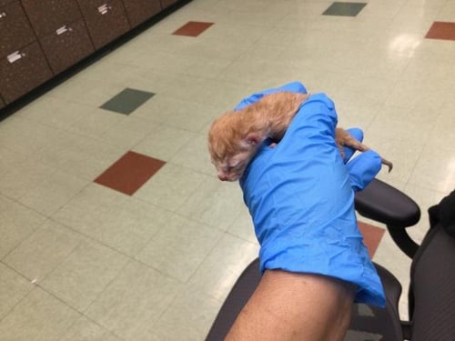 A1907322 - Domestic Short Hair available for adoption