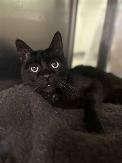 PANTER - Domestic Short Hair available for adoption