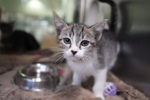 SUGAR - Domestic Short Hair available for adoption