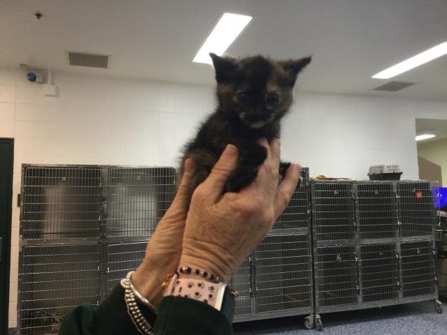 A1904115 - Domestic Short Hair available for adoption