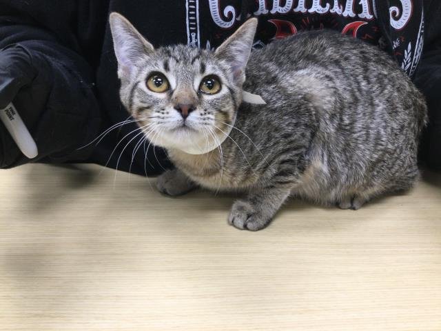 RIVER - Domestic Short Hair available for adoption