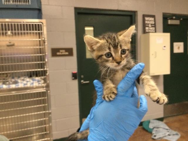 A1875264 - Domestic Short Hair available for adoption