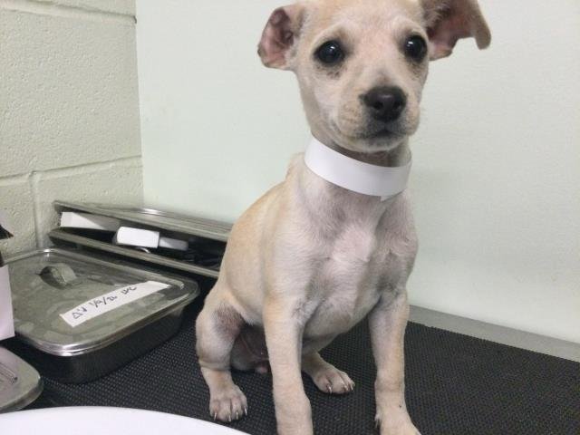 A1899296 - Terrier available for adoption