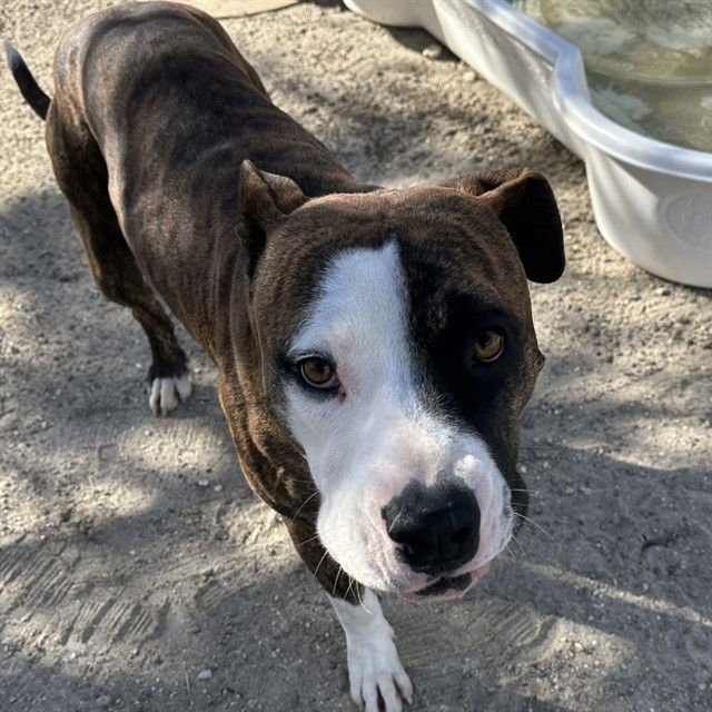 CLIFFORD - Pit Bull Terrier available for adoption