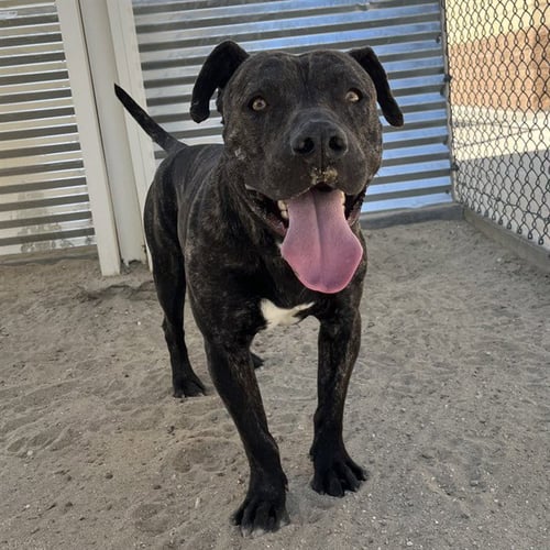 TWIX - Pit Bull Terrier available for adoption