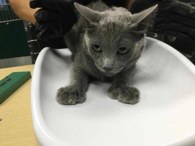 SLATE - Domestic Short Hair available for adoption